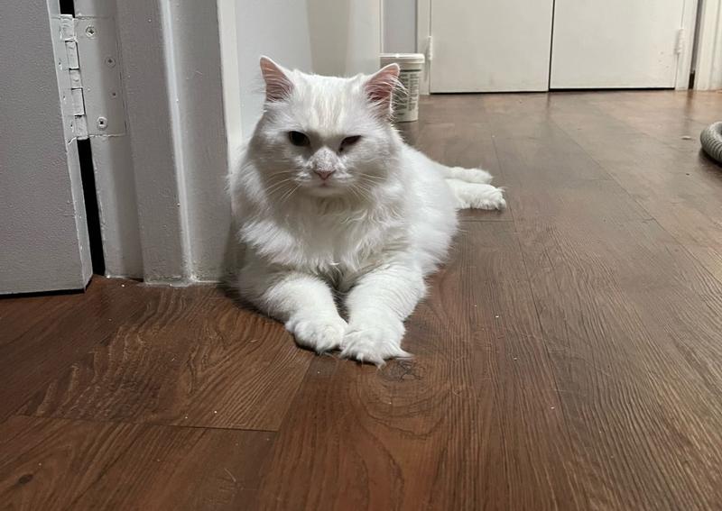 Chester Veterinary Clinic Chester veterinarians